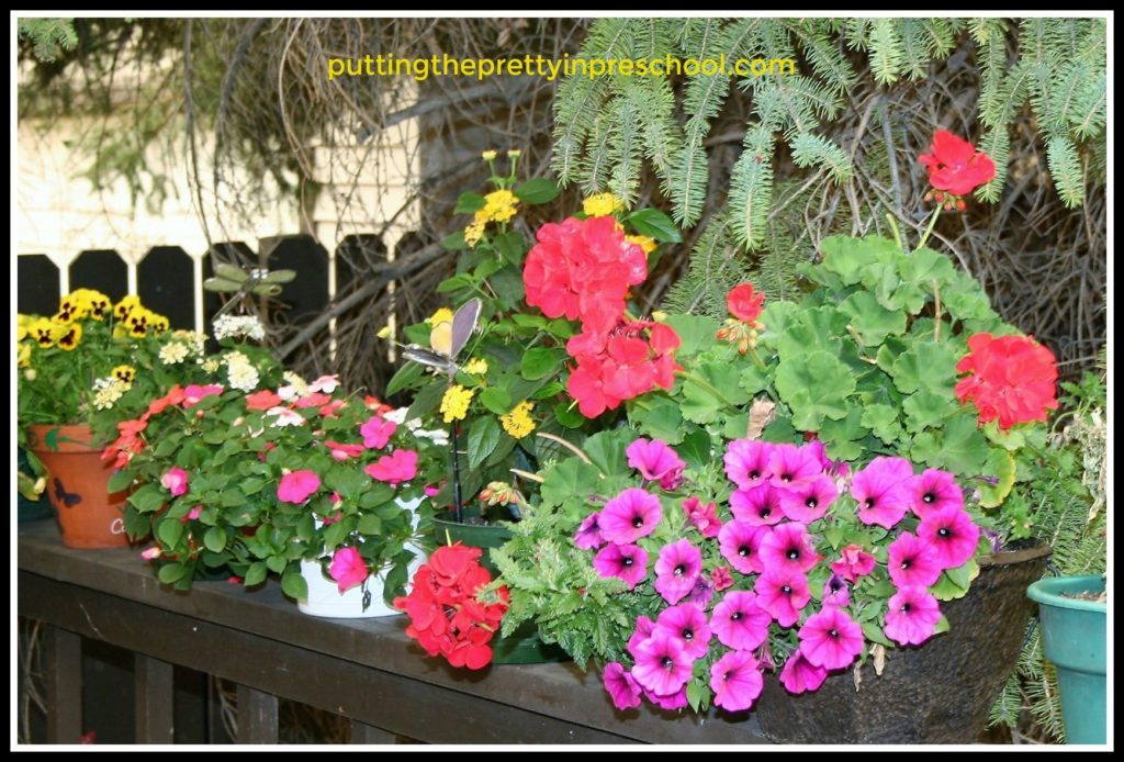 Growing flowers in our yard.