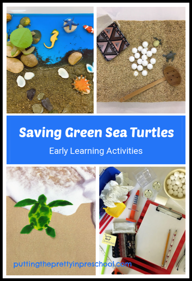 Green sea turtle activities for early learners. Sensory bin, small world, art and dramatic play for preschool and kindergarten children.