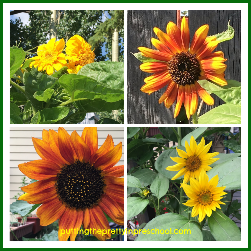 Sunflowers in different colors, shapes and sizes.