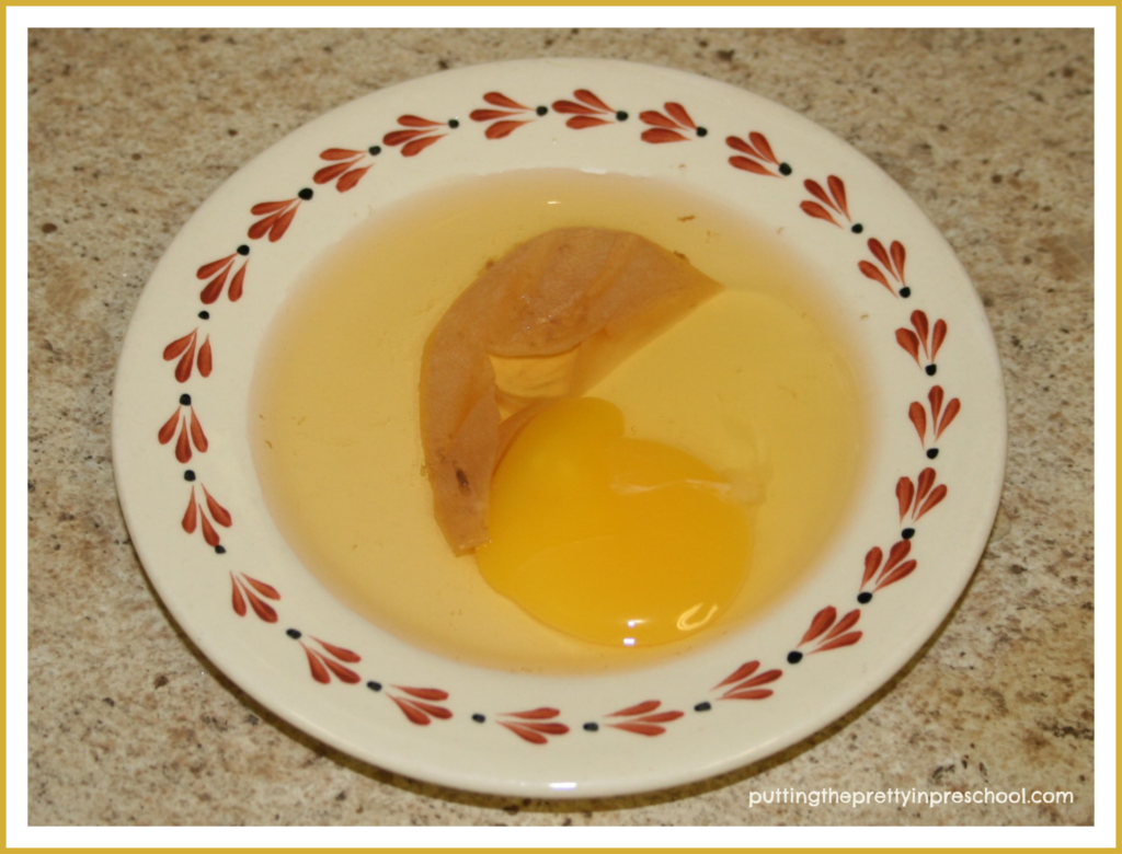 An unboiled egg placed in cider vinegar for two weeks, then pricked with a fork to show the soft inside.