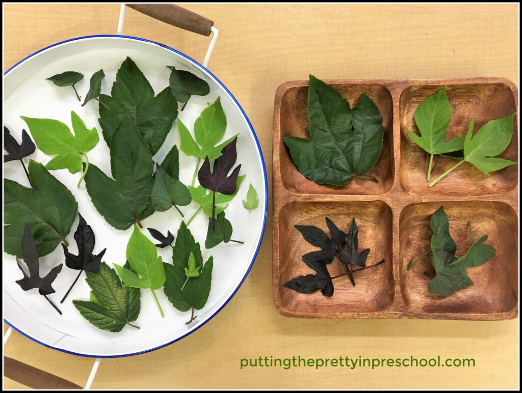 An iInvitation to sort sweet potato vine and passionflower leaves. A Math activity using nature materials.