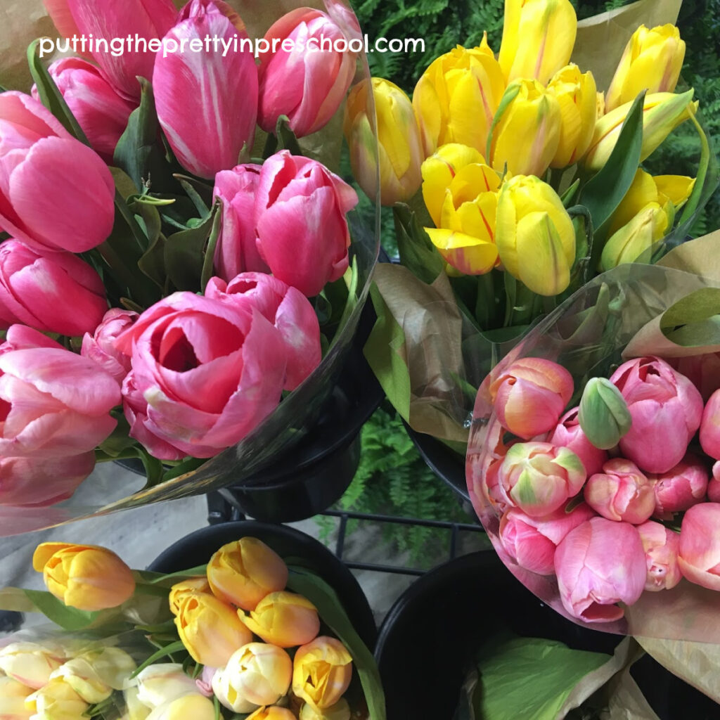 Yellow and pink tulips.