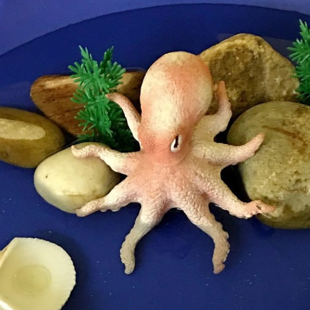 Octopus habitat.