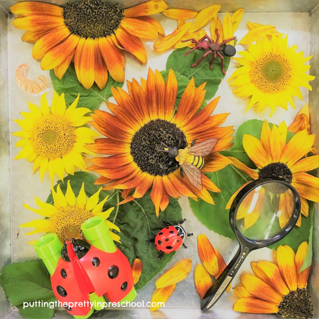 Sensory tray with sunflower heads and leaves, insects, binoculars and a magnifying glass.