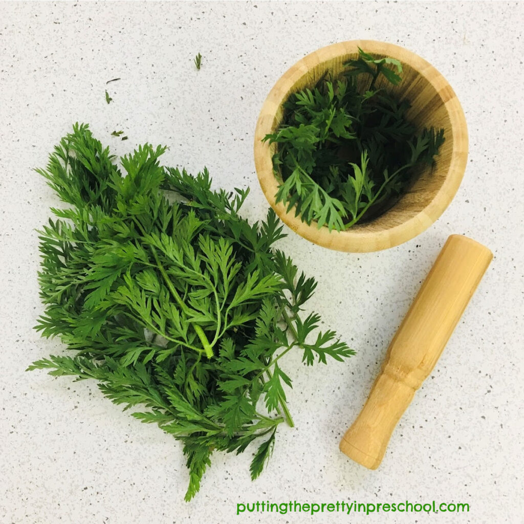 Carrot tops with mortar and pestle for early learners to explore.