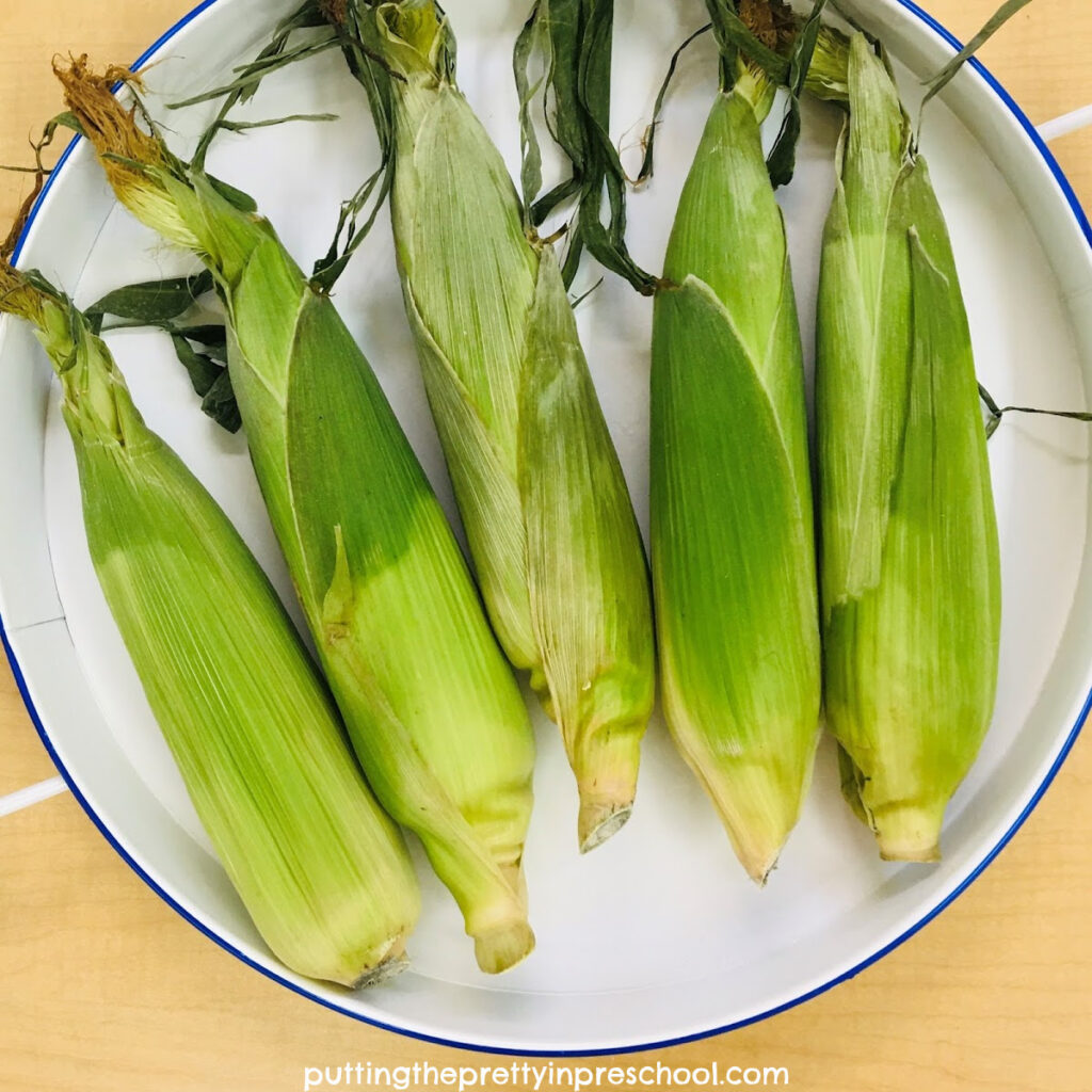 Corn Cobs