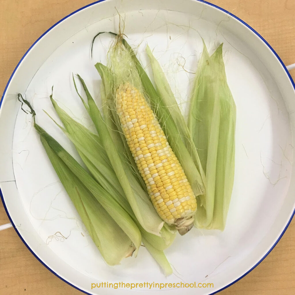 A cob of corn with silks and peeled husk.