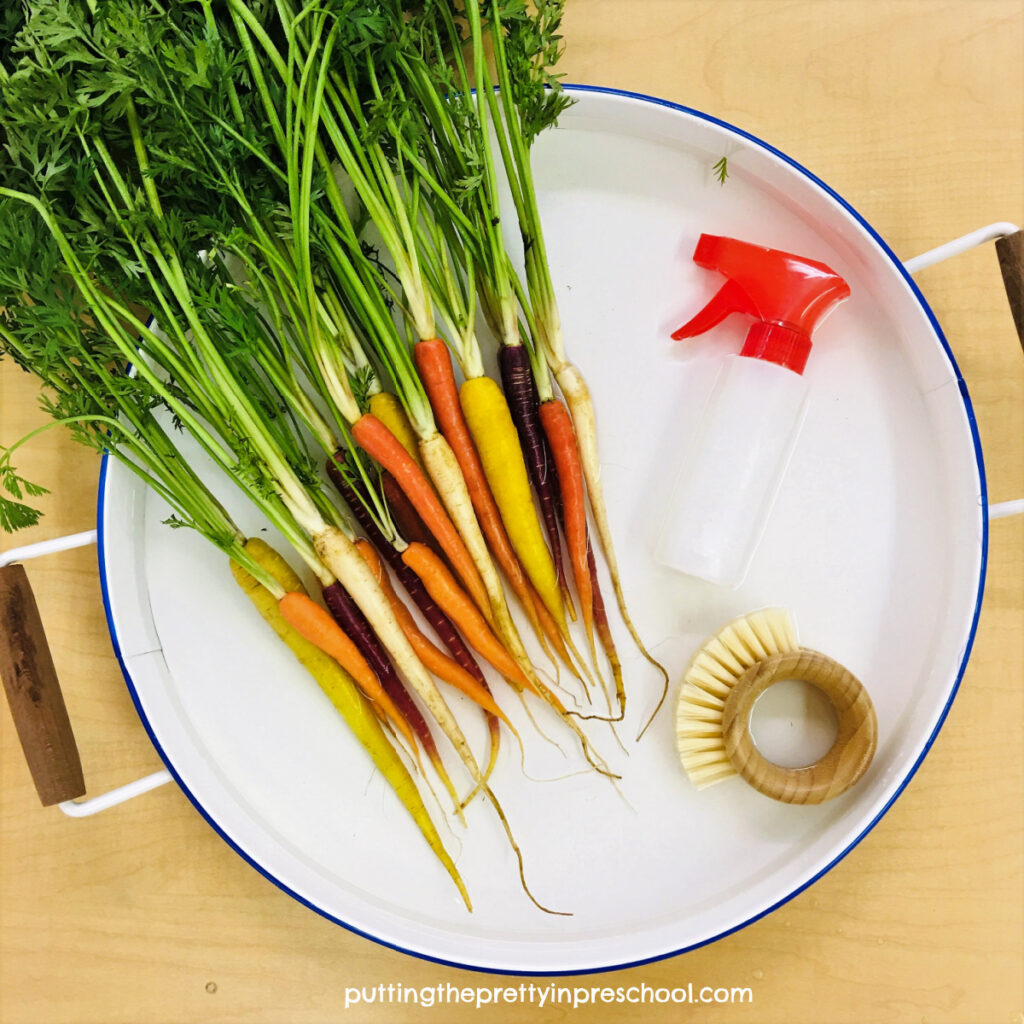 Rainbow carrot sensory tub to simulate a carrot washing station.