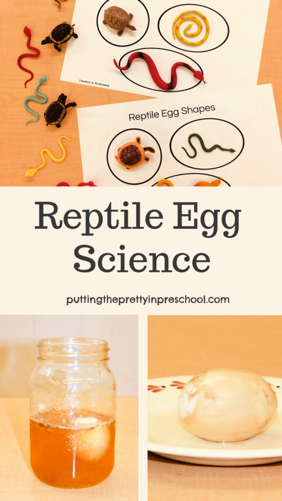 Reptile egg science activities. Make a rubbery reptile egg and use turtle and snake figurines with egg matching play mats.