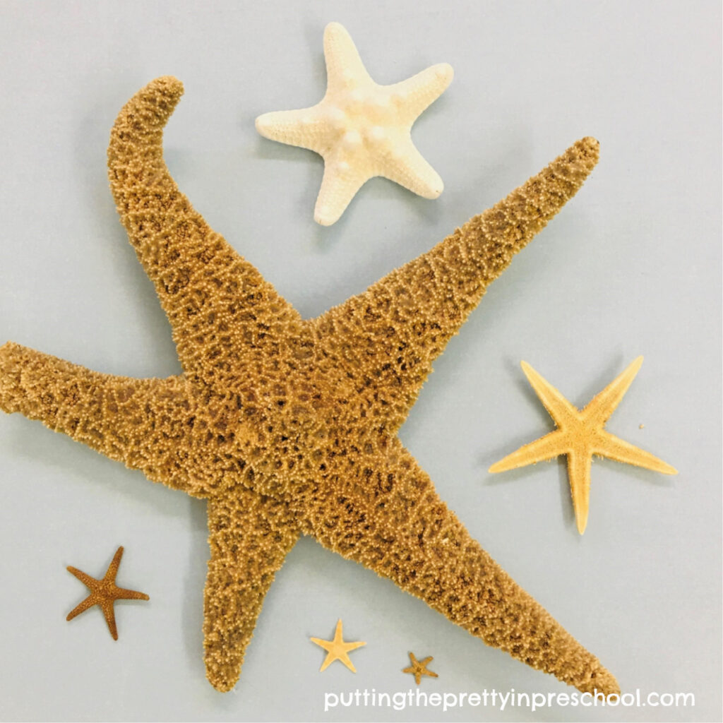 Sea stars in various sizes.