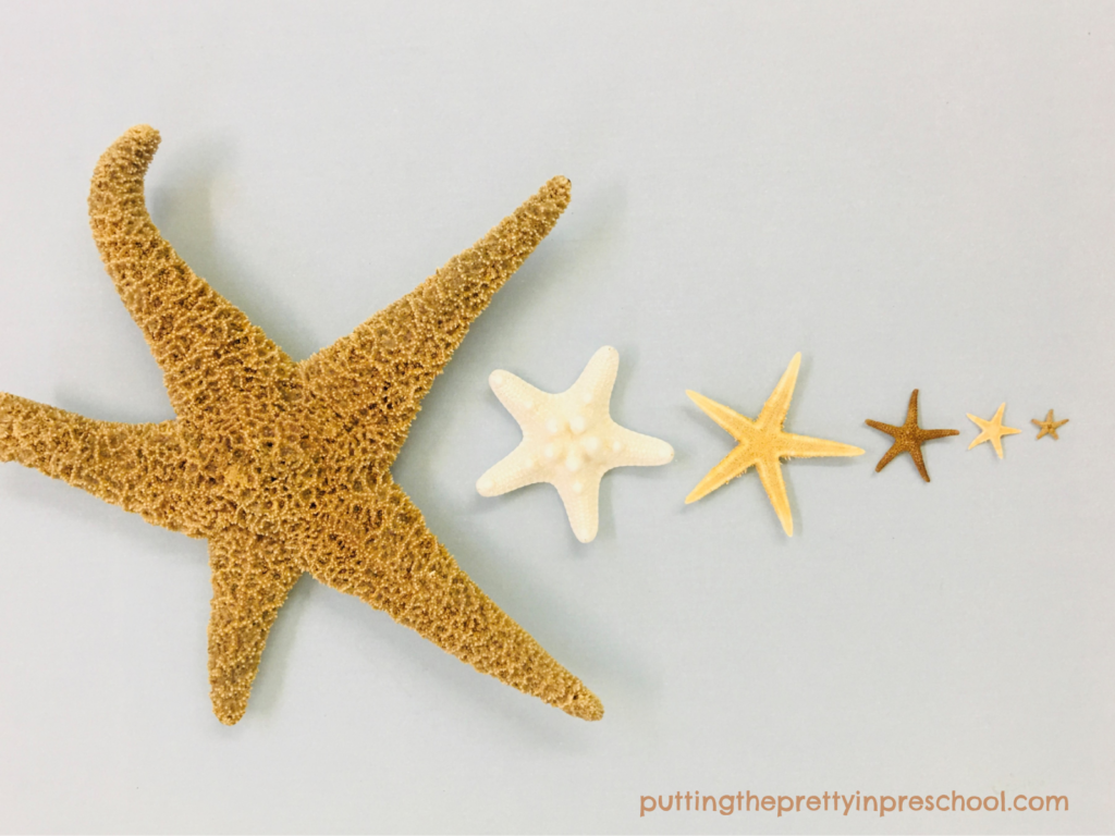 Invitation to order sea stars from largest to smallest.
