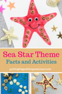 Sea star theme activities for early learners. Art, sensory, and math activities featured. Sea star facts and links to resources included.