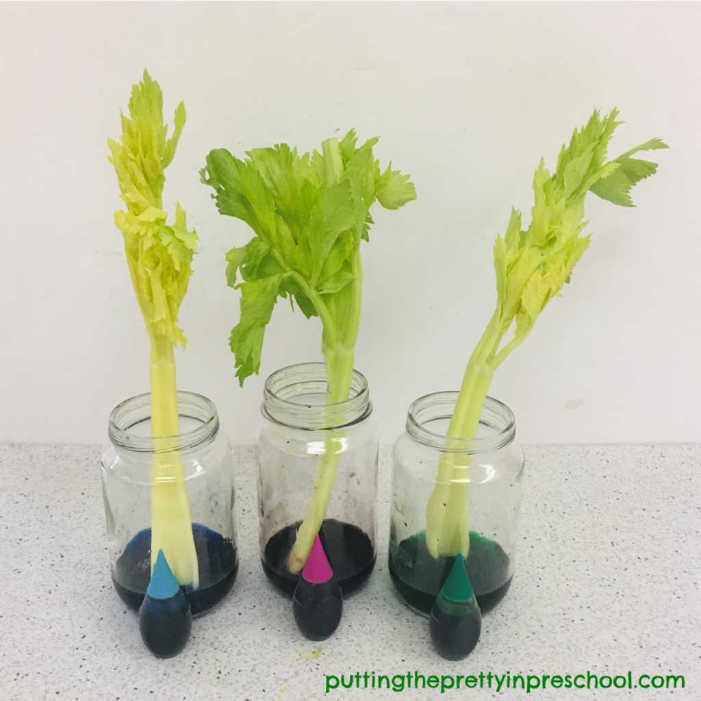 Celery and food coloring experiment using turquoise, fuschia, and green colored water.