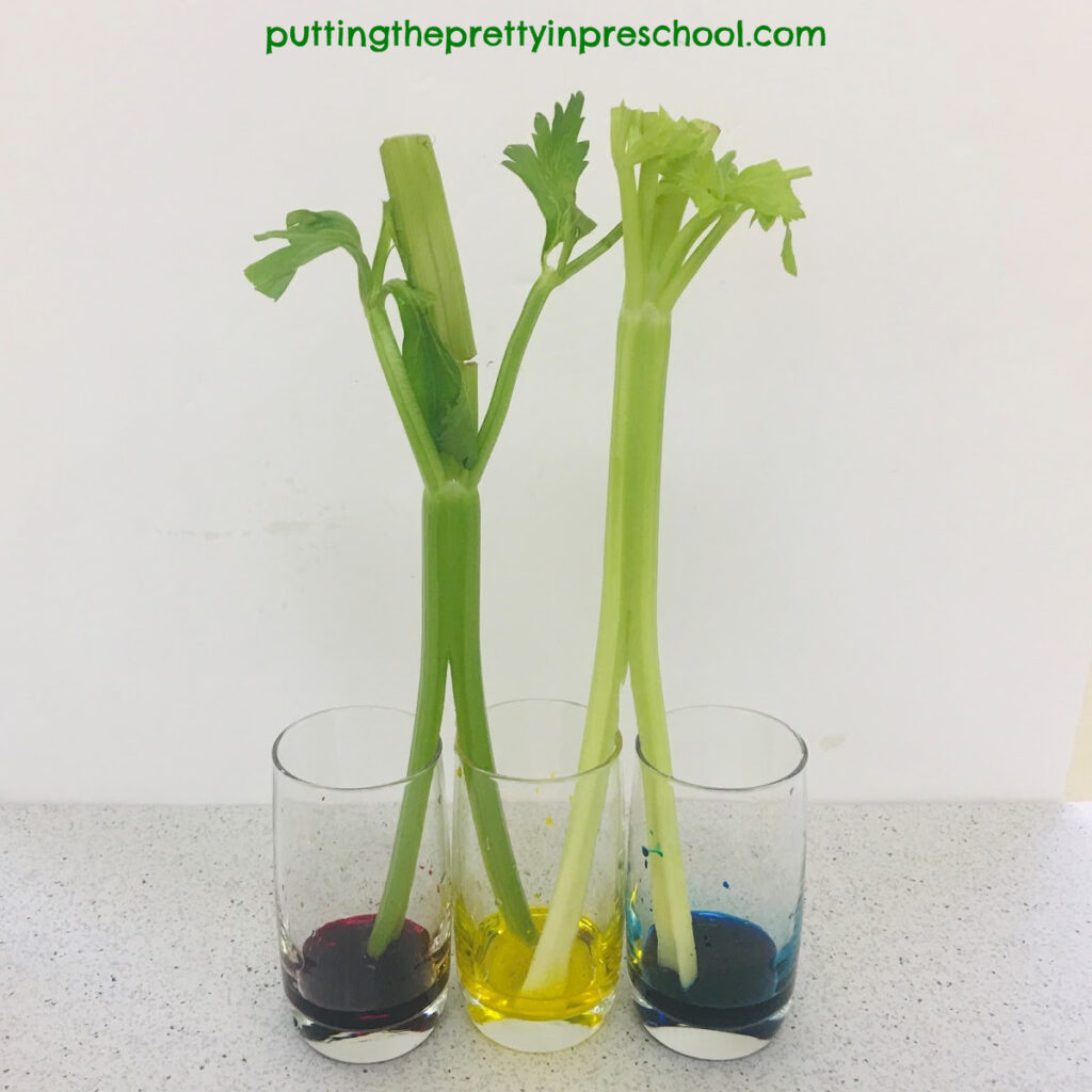 Celery stalks placed in two different jars of colored water.