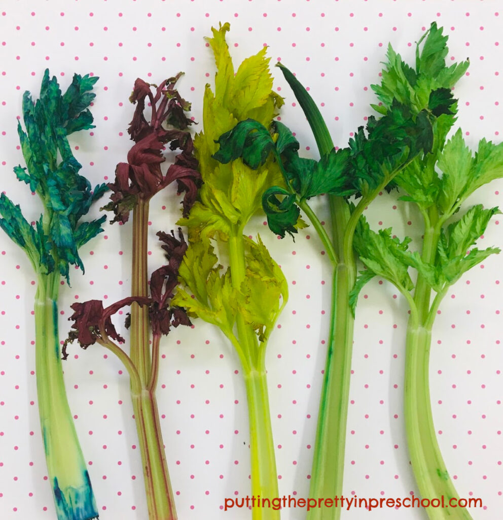 Color change in celery as a result of adding food coloring to the water.