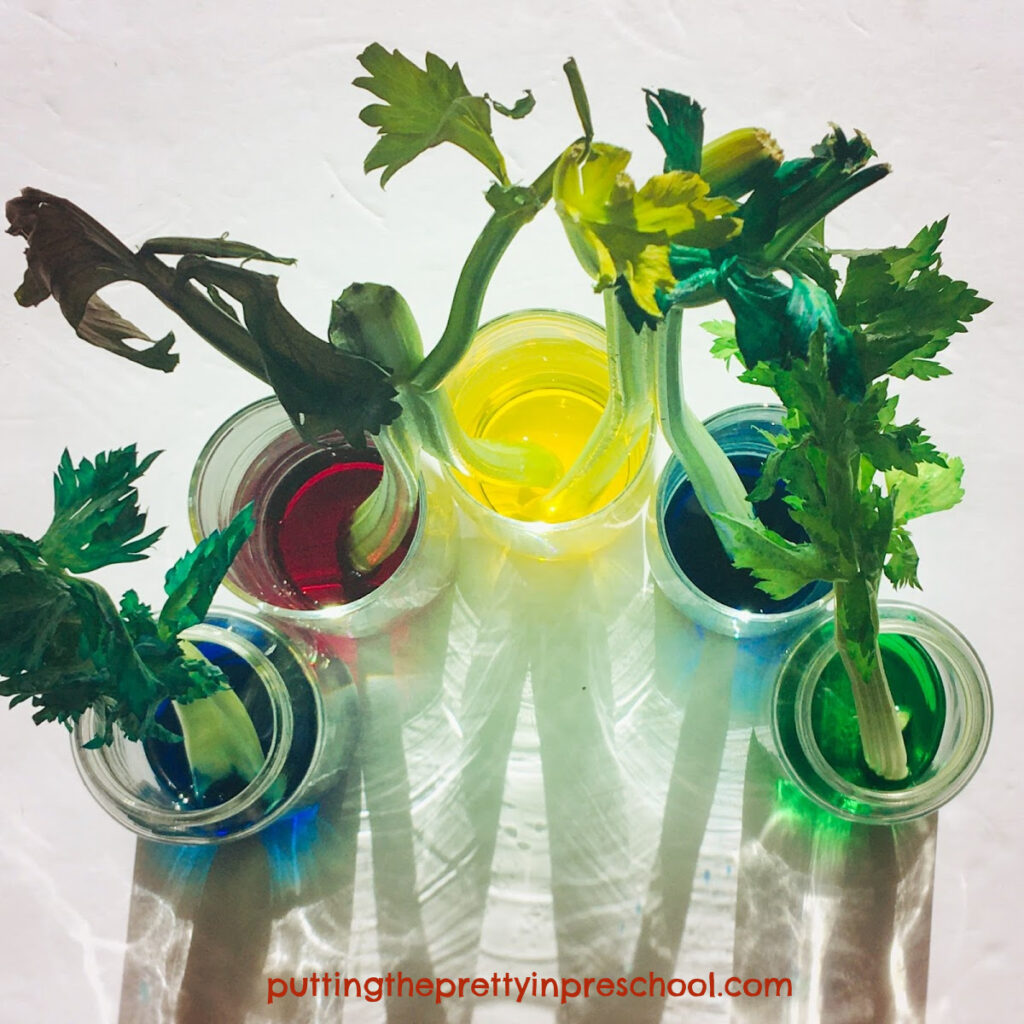 Color change in celery as a result of adding food coloring to the water.