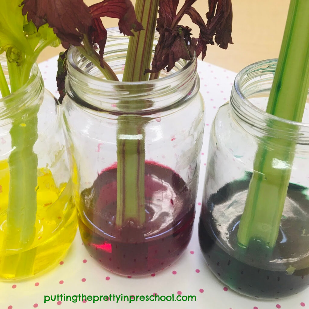 Color change in celery as a result of adding food coloring to the water.