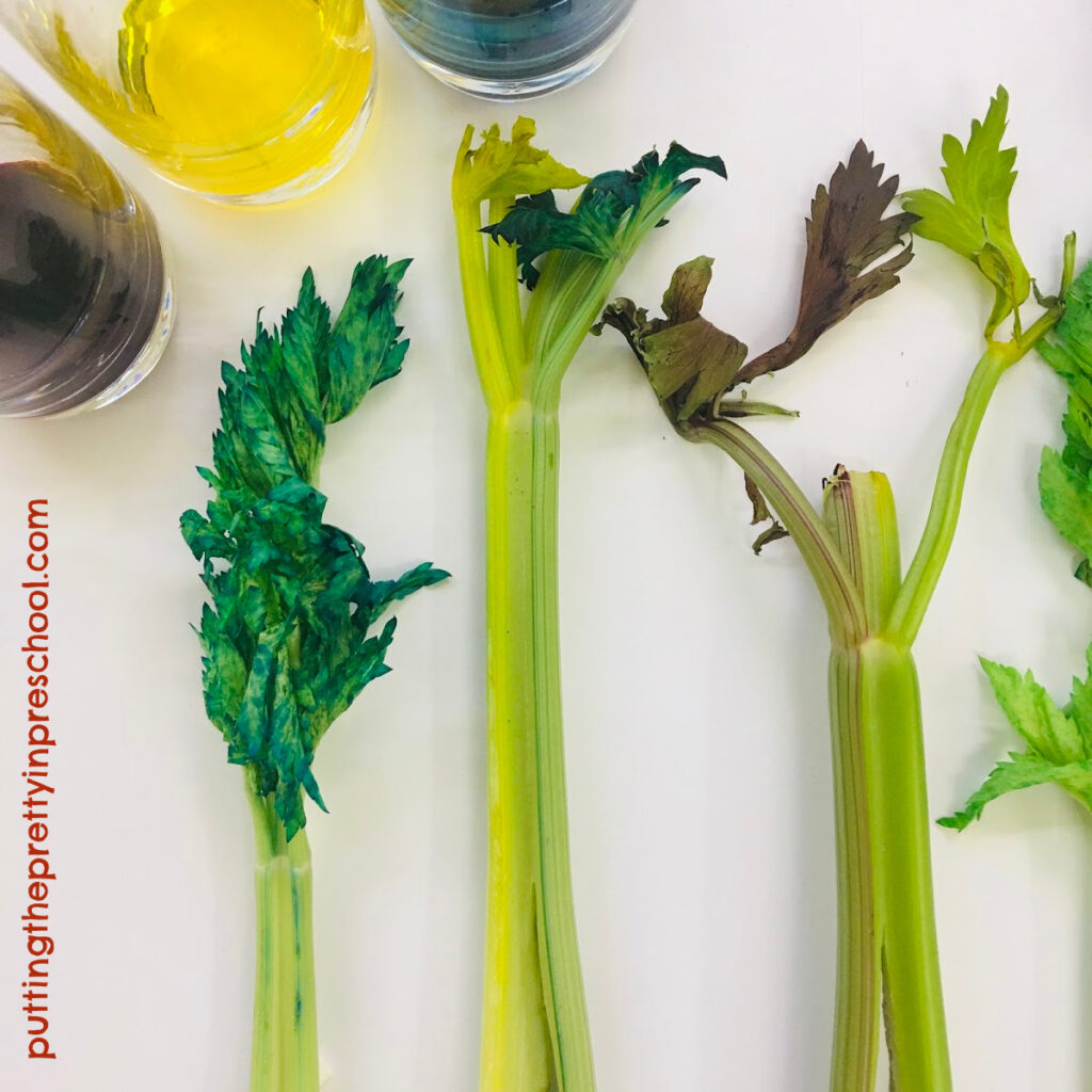 Color change in celery as a result of adding food coloring to the water.