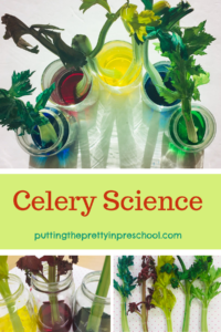 Celery and food coloring science experiment.