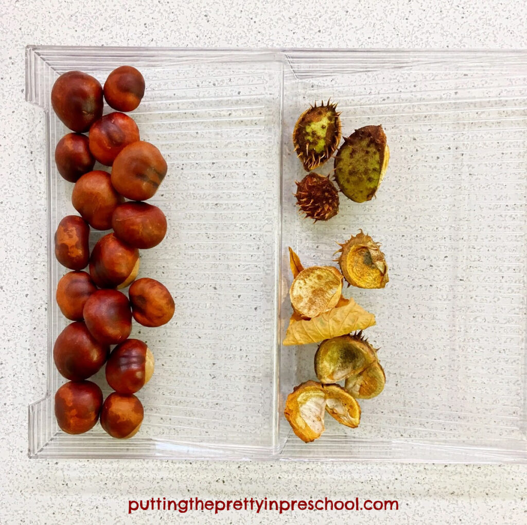 Horse chestnut tree conkers on the left, and broken fruit casings on the right.