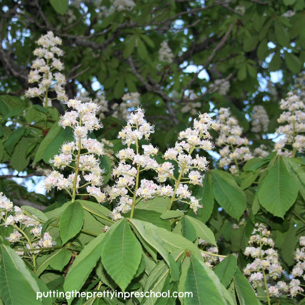 Horse chestnut tree flowers in spring.