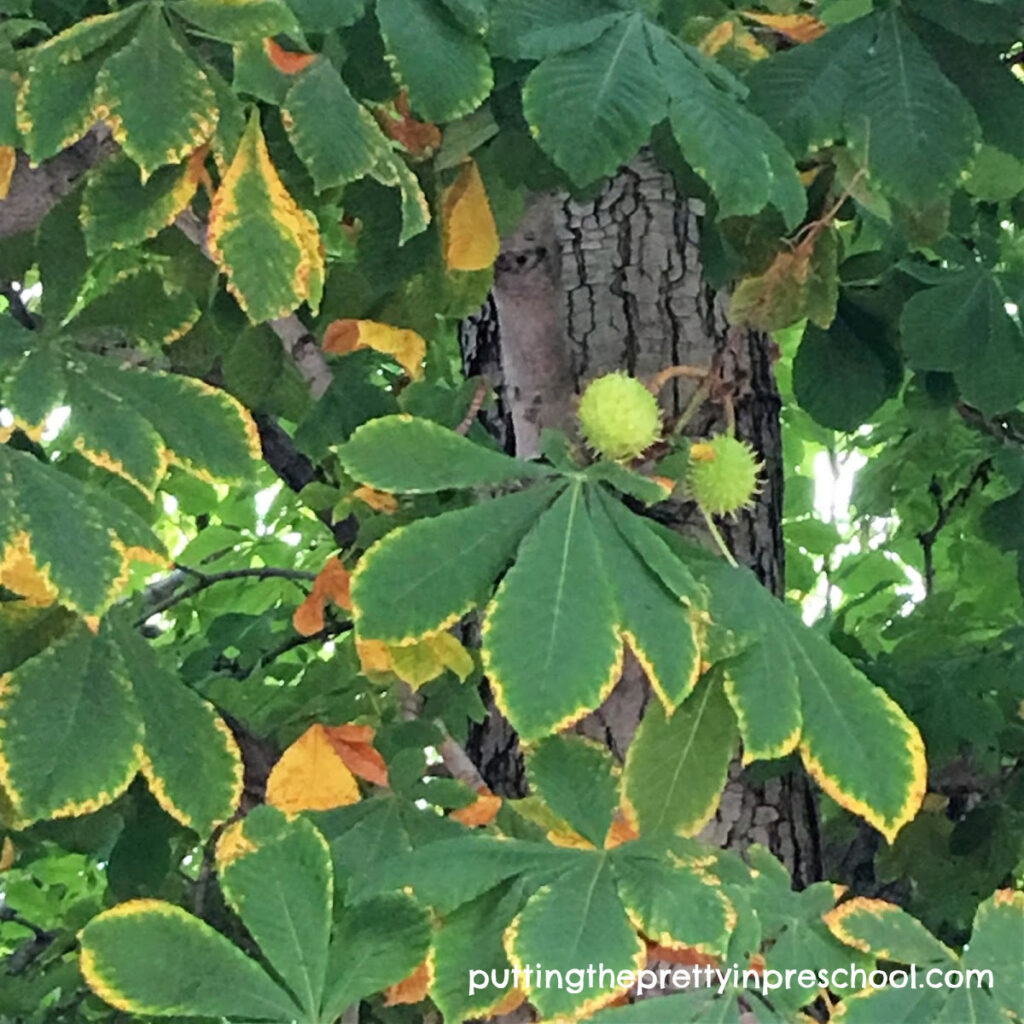 Horse chestnut tree with fruit in autumn.