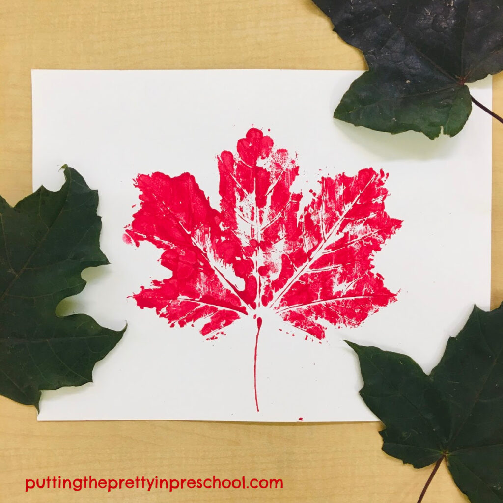 Maple leaf paint print with red tempera paint.