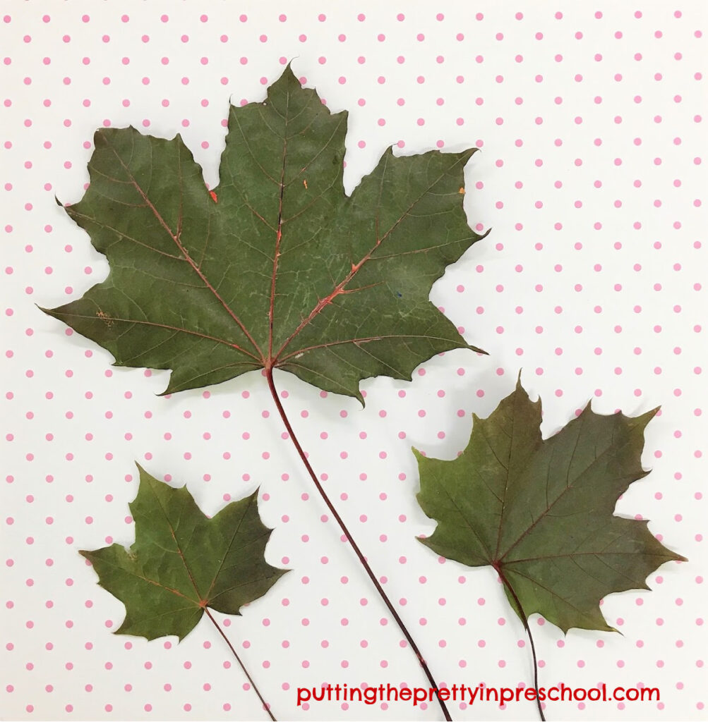 Green maple leaves.