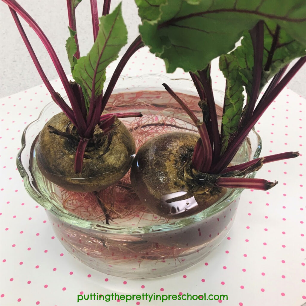 New greens and roots growing on beets placed in a container of water.