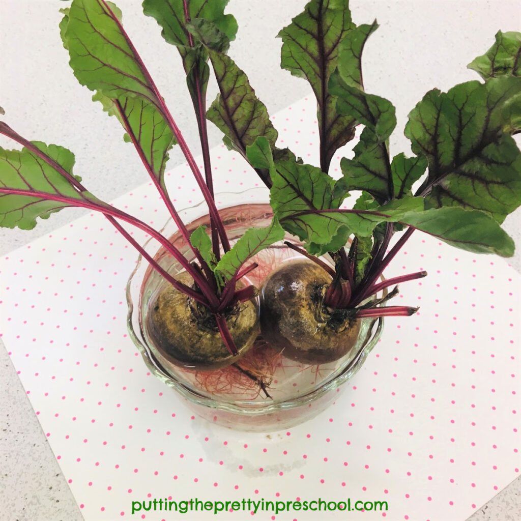 Science experiment to see if red beets can grow new greens.