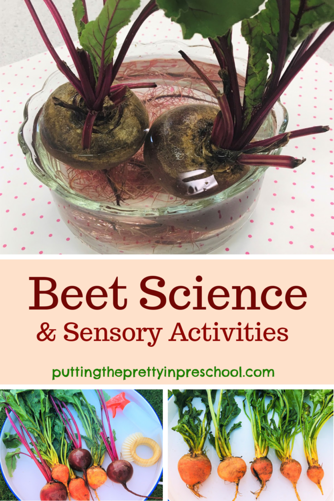 Beet science and sensory activities. Beet washing station, ordering beets by size, and growing new greens and roots. Links to two festive recipes.