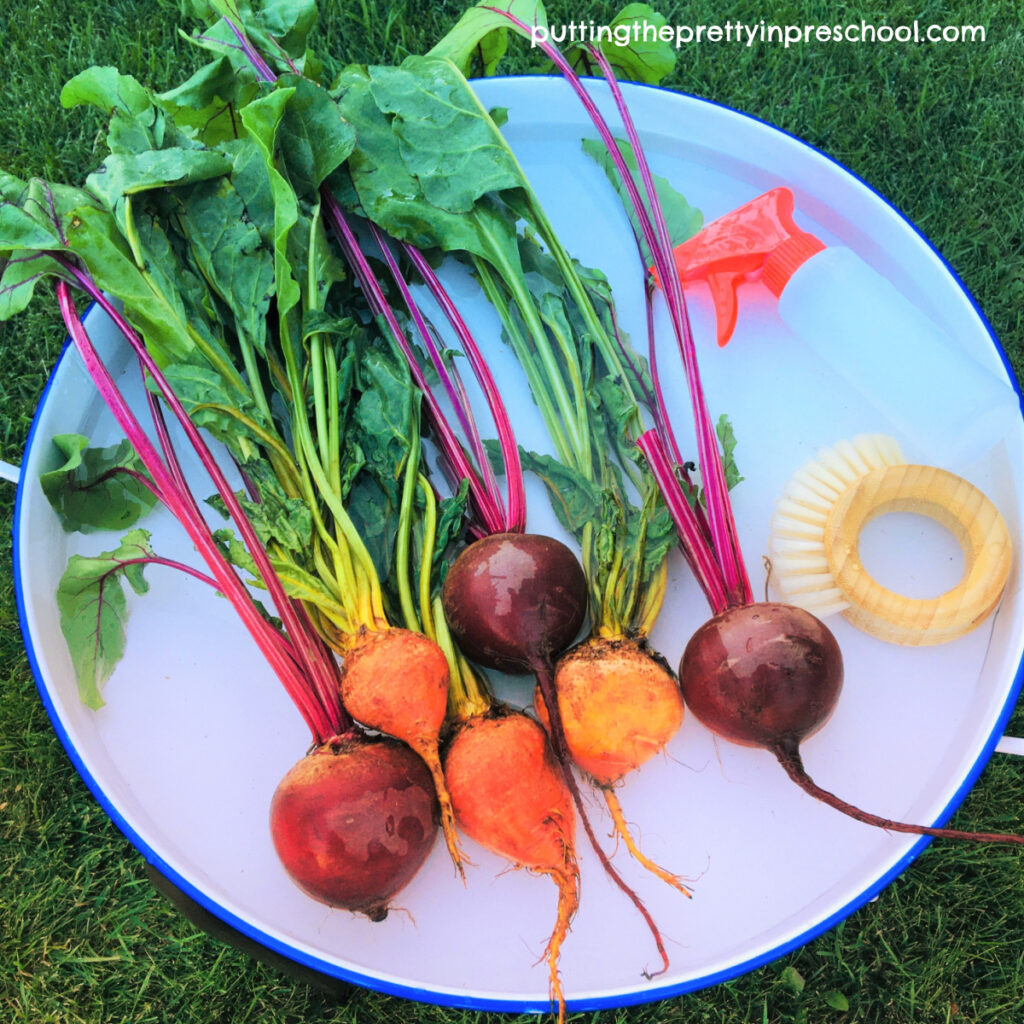 Red and golden beets in a beet washing station.