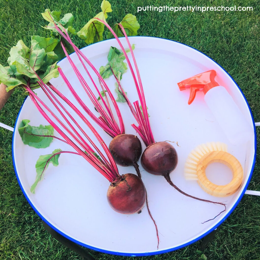 Beet washing station with red beets.