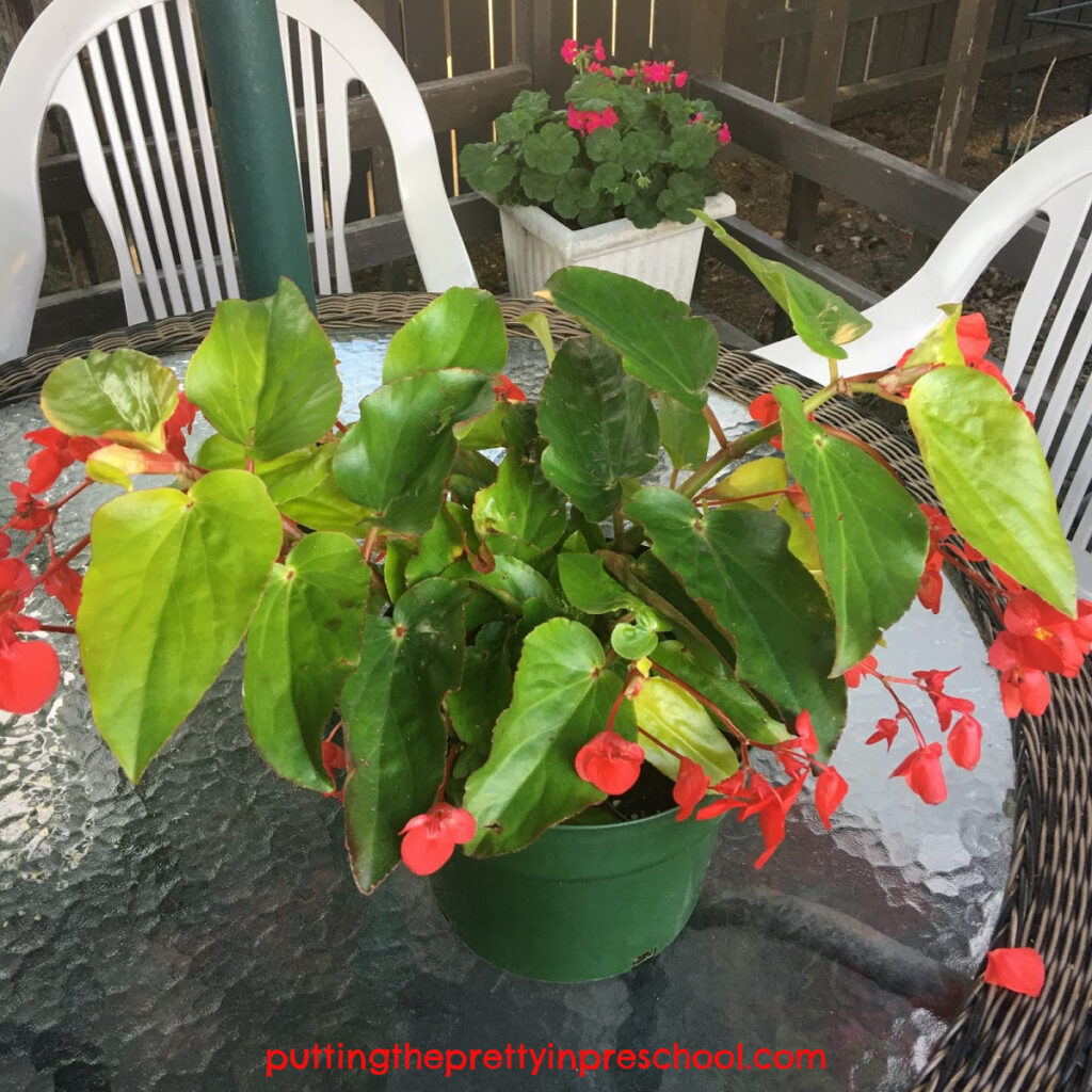 Dragon wing begonia plant.