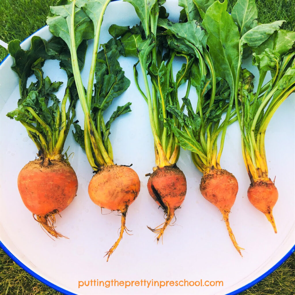 Size ordering golden beets from largest to smallest.