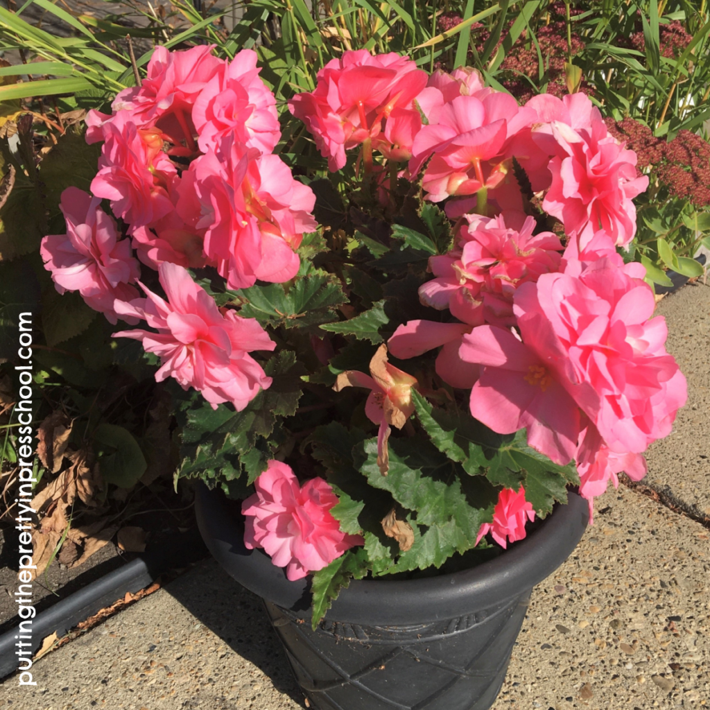 Nonstop pink begonia still blooming after Canadian Thanksgiving Day.