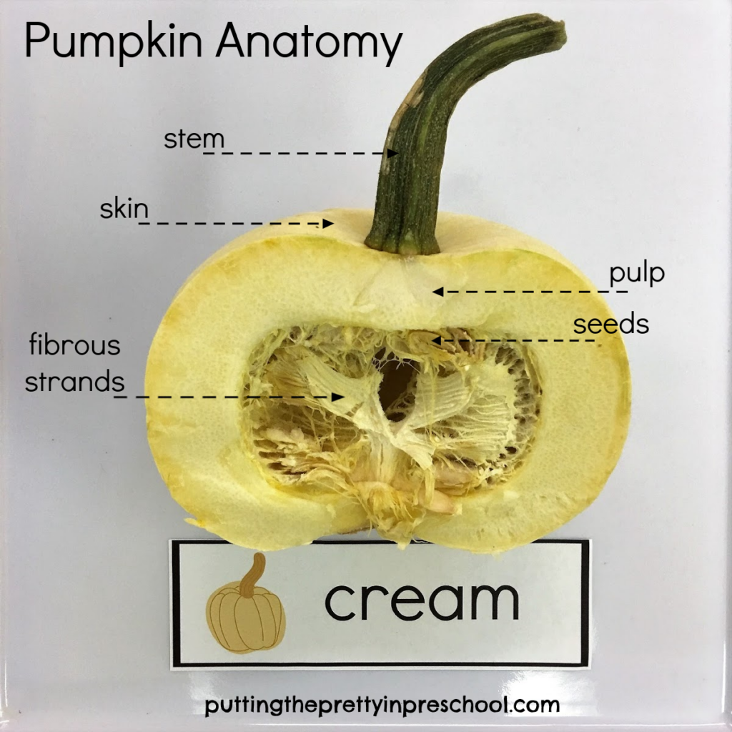 Pumpkin anatomy diagram showing the stem, skin, pulp, seeds, and fibrous strands.