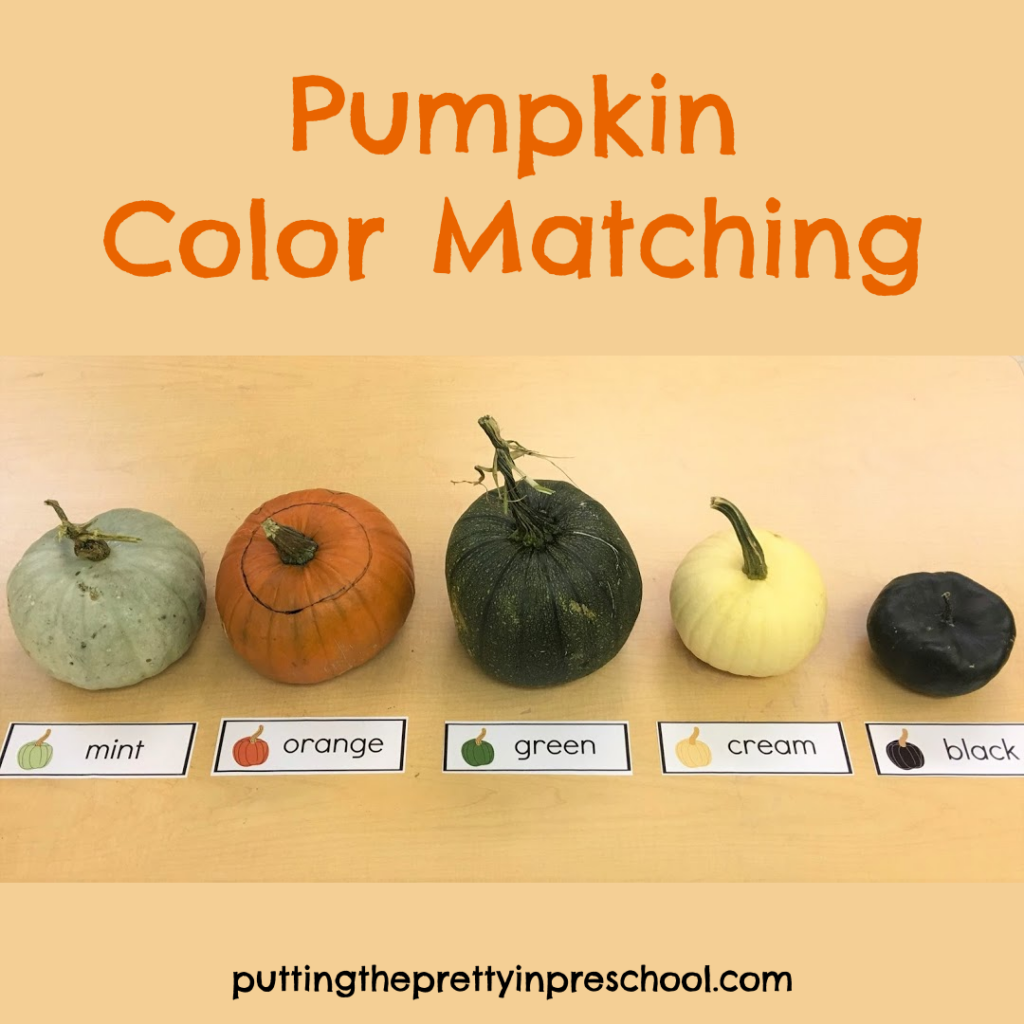 Color matching with mint, orange, green, cream, and black pumpkins.