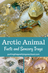 Arctic animal sensory trays featuring seals, narwhals, a polar bear, and igloo. Luxurious loose parts accent the trays.