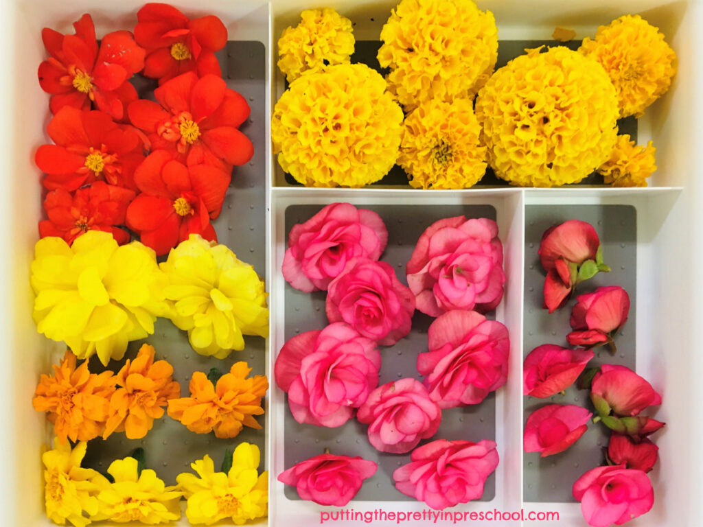 A nature tray filled with flowers ready to be used for crafts, playdough, and sensory play.