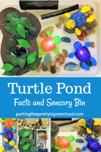 Easy-to-set up, nature-based turtle pond sensory bin. Light-up dive toys are the highlight of the water play experience. Turtle facts included.