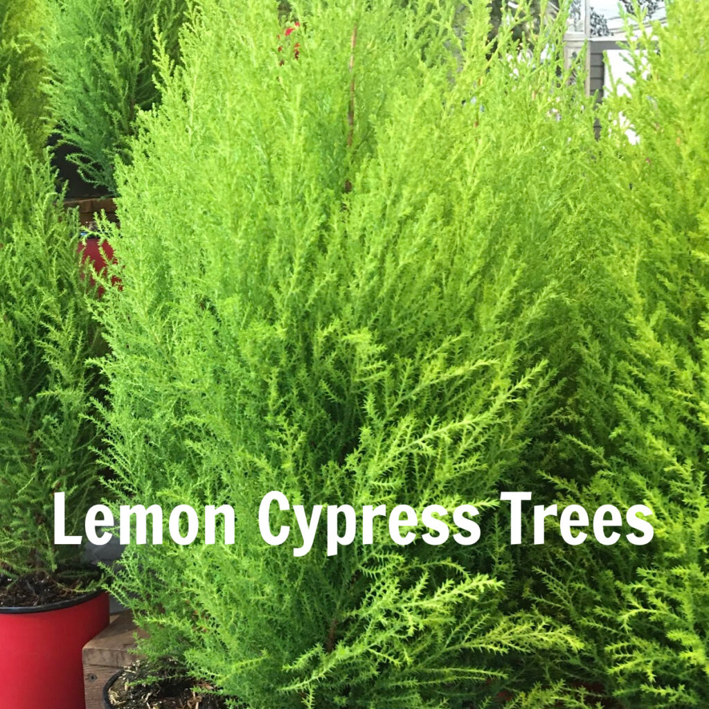 Chartreuse green lemon cypress trees for sale during the Christmas season.