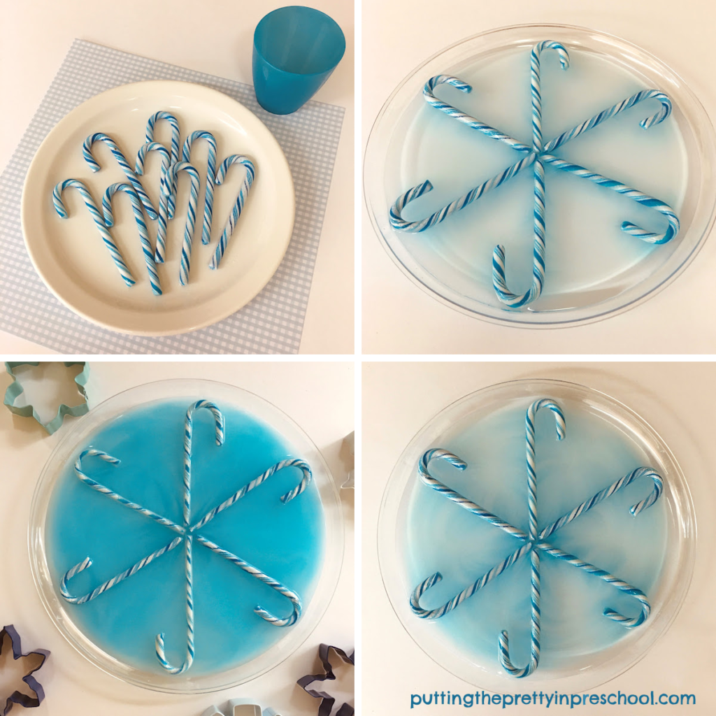 This blue candy cane snowflake experiment will wow little learners. It is easy to set up and shows immediate results.