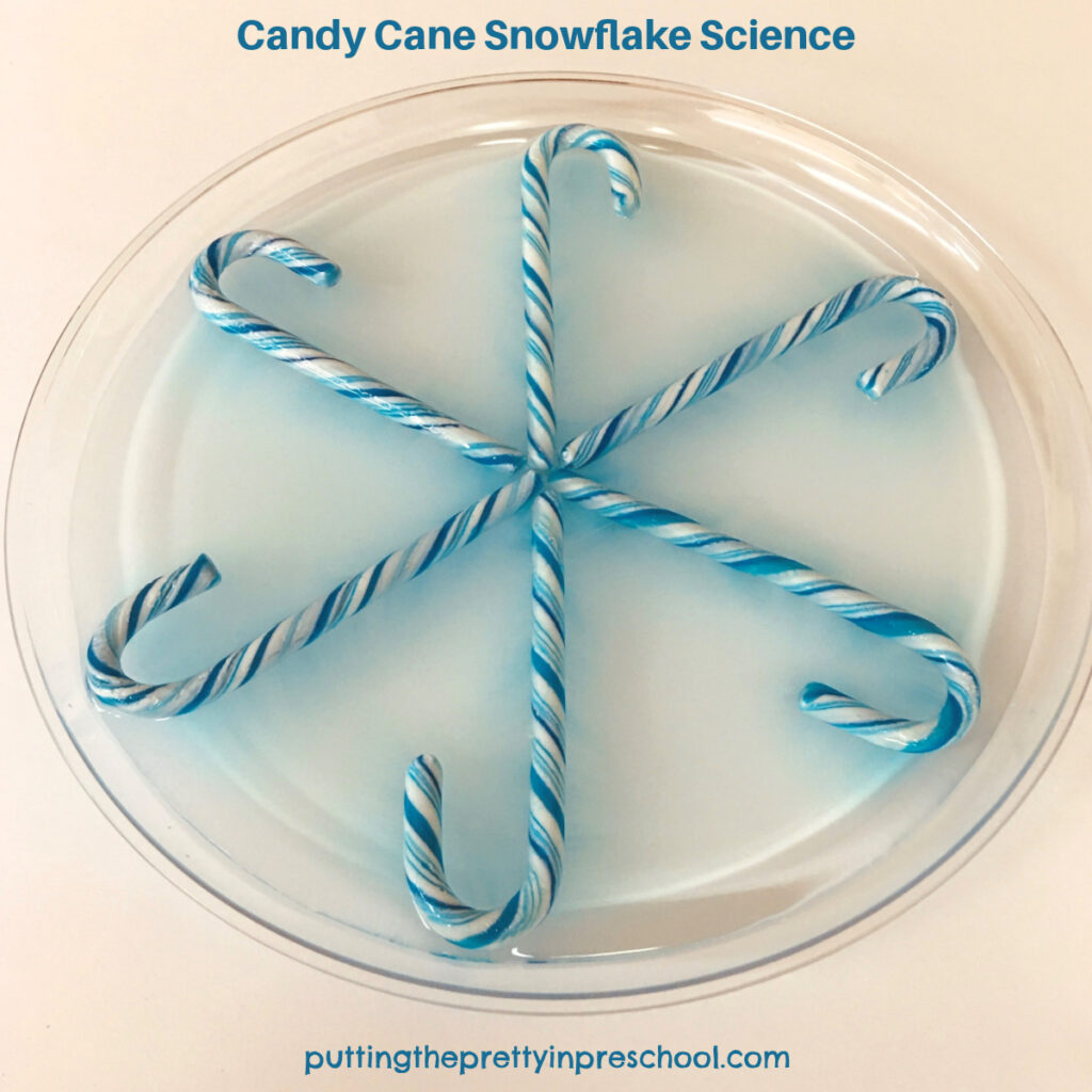 An easy-to-do candy cane snowflake science experiment. All you need is water, candy canes, and a plate.