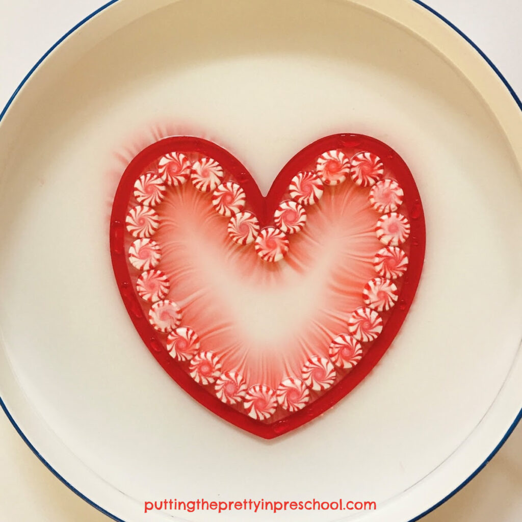 An easy to perform heart-shaped dissolving candy science experiment. A simple experiment with amazing results.