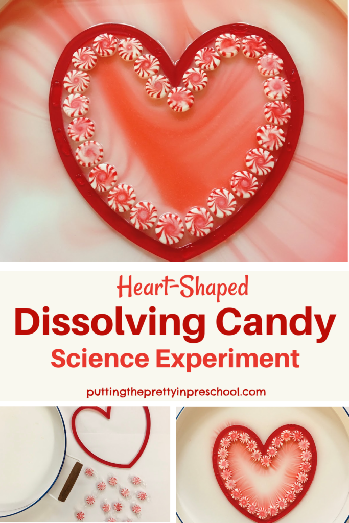 How to perform a heart-shaped dissolving candy science experiment. A simple experiment with amazing results.