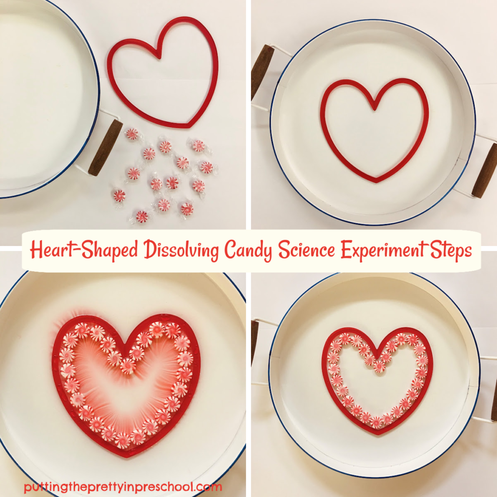 Easy steps to perform a heart-shaped dissolving candy science experiment.