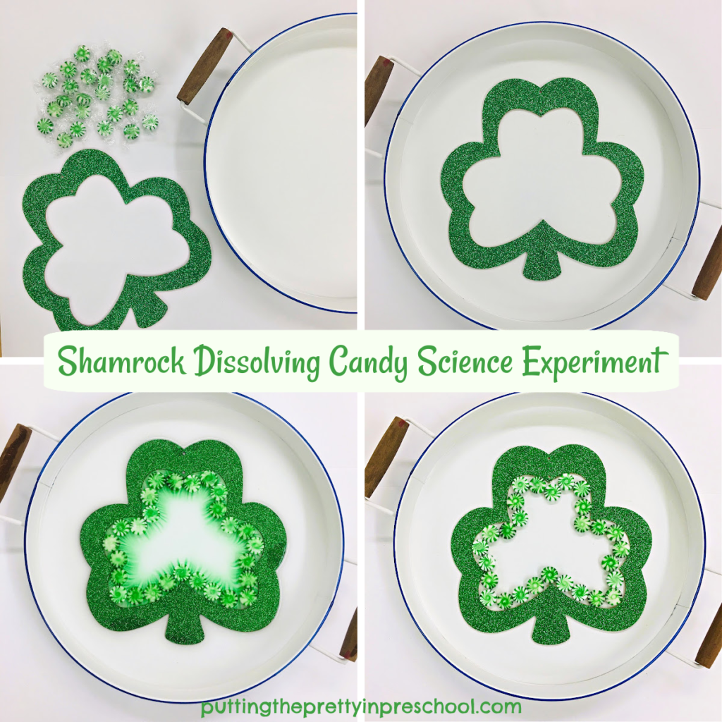 Steps to perform a shamrock dissolving candy science experiment that delivers a WOW factor.
