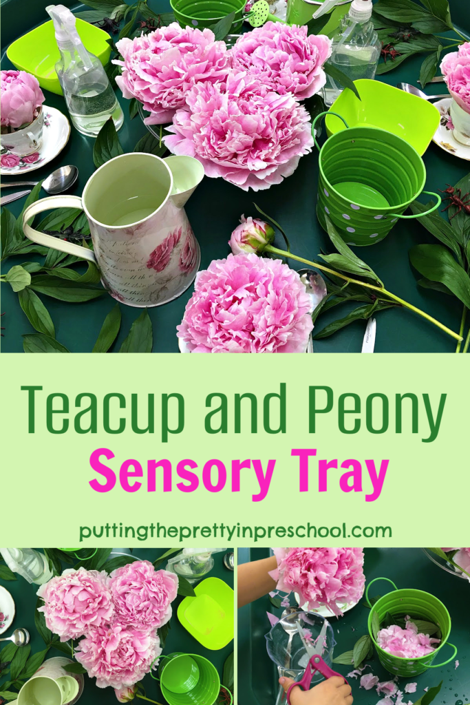This beautiful teacup and peony sensory tray allows for practice with scissors skills and eye-hand coordination. Peony facts are included.