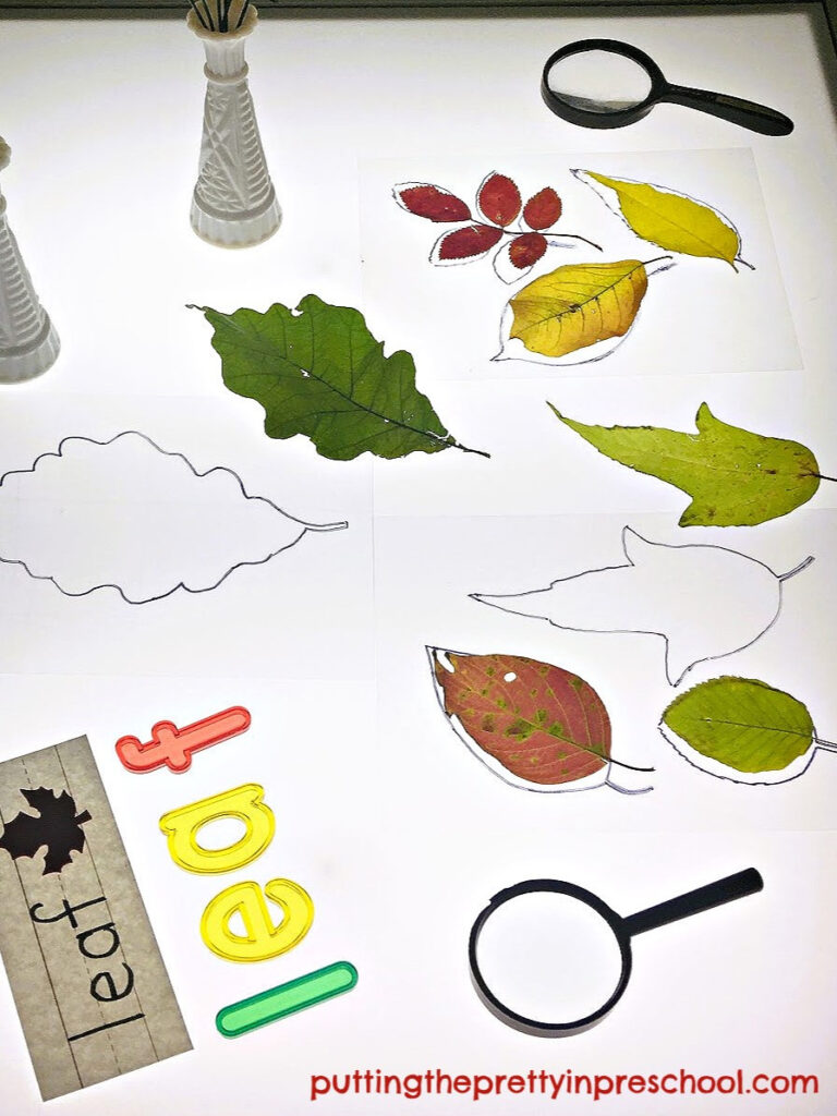 Fall leaf matching on the light table is easy with silhouettes drawn on overhead transparencies.